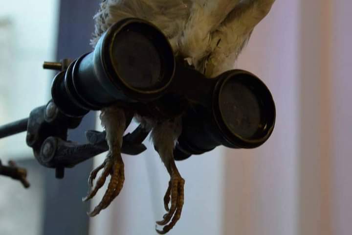 flynoculars - binoculars with feathers