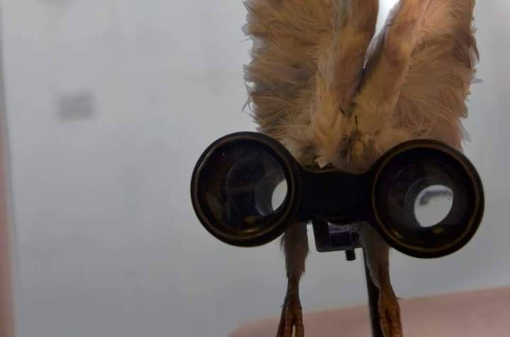 flynoculars - binoculars with feathers